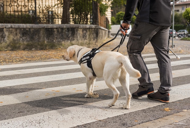 Visually impaired man crossing a street with a help of guide dog