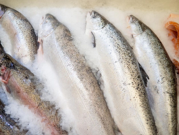 Viswinkel Verkoop van gekoelde forel op de toonbank Vis in ijs Vleesproducten