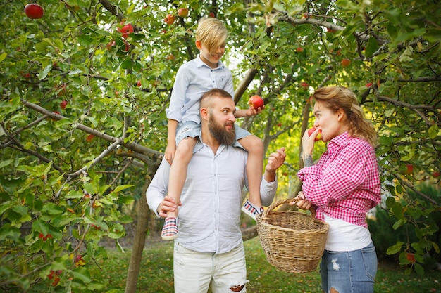 Vitamine. felice giovane famiglia durante la raccolta delle mele in un giardino all'aperto. amore, famiglia, stile di vita, raccolto, concetto autunnale. allegro, sano e adorabile. alimenti biologici, agricoltura, giardinaggio.