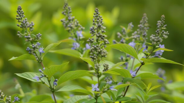 Photo vitex agnus castus closeup of natural green plant with flowers and leaves on garden background