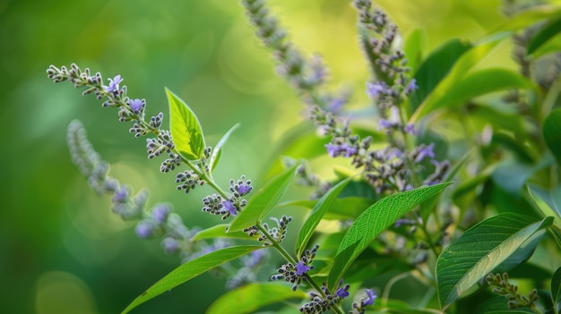 Photo vitex agnuscastus green and natural plant with flowers and leaves in summer garden with closeup