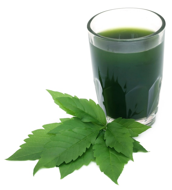 Vitex Negundo or Medicinal Nishinda leaves with extract juice in a glass over white