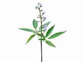 Photo vitex negundo nisinda or nirgundi leaves is used in traditional herbal medicine for women's health
