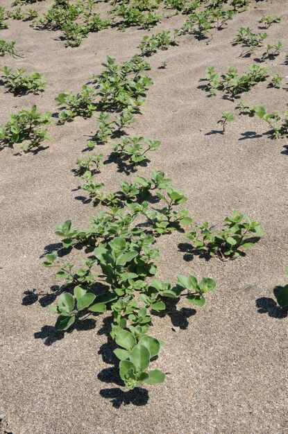 Vitex rotundifolia aan zee