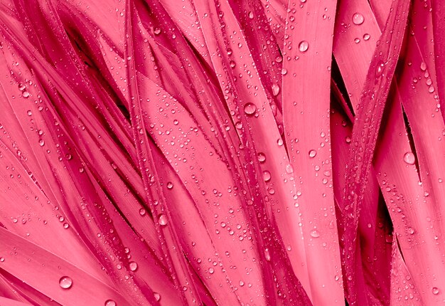 Viva Magenta abstract backgroundleaves with dew drops Color of the year 2023