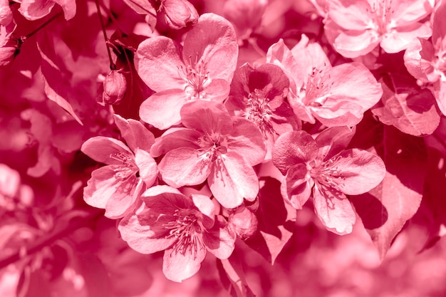 Viva Magenta background Apple tree blooming Color of the year 2023