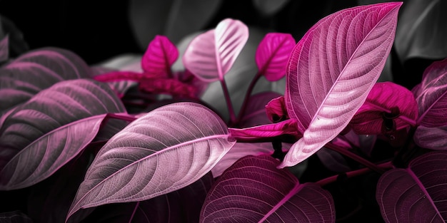 Viva Magenta beautiful view of big leaves in monochrome color