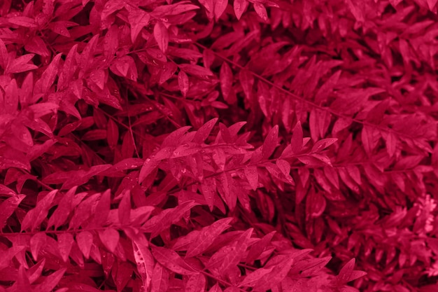 Viva magenta color leaf texture nature monochrom background Color of the year 2023