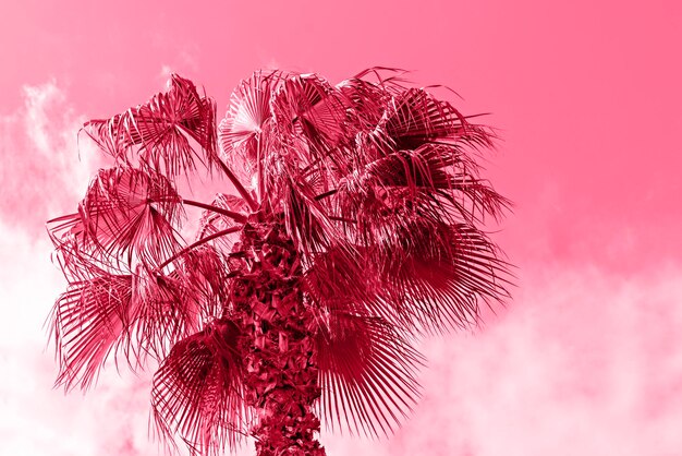 Viva Magenta kleur van het jaar 2023 Palmboom op achtergrond abstract tropisch modern design afgezwakt
