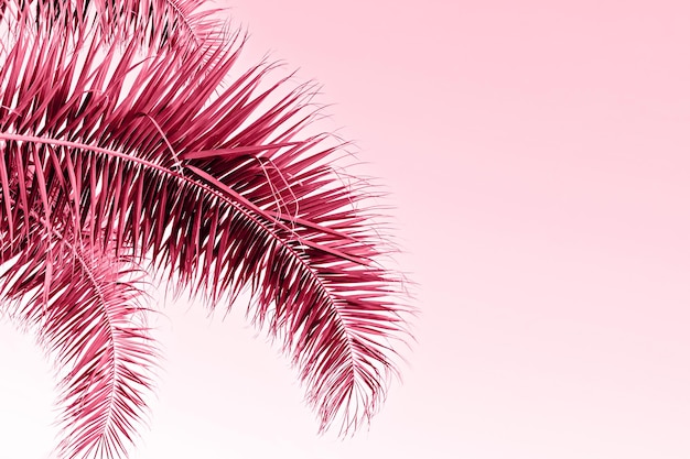 Viva magenta Palm leaf aganst sky with copy space Holy Week Easter concept