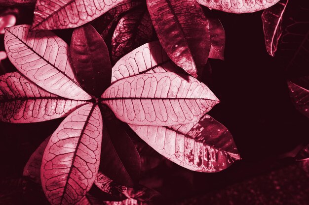 Viva magenta prachtig uitzicht op de plant in monochrome kleur bos viva magenta gekleurde planten