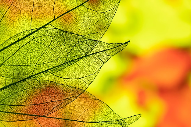 Vivid abstract autumn leaves