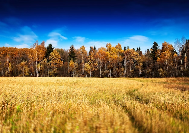 Vivid autumn forest landscape background hd