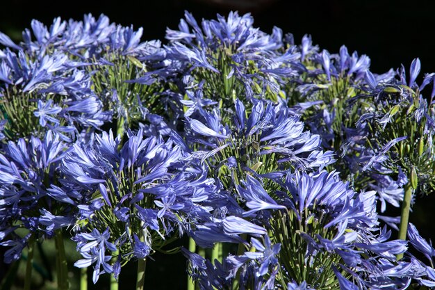 Agapanthus blu vivido (africanus)