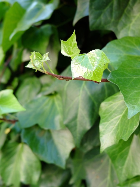 Vivid branch of young ivy plant growing outside in the yard Concept of spring and beginning