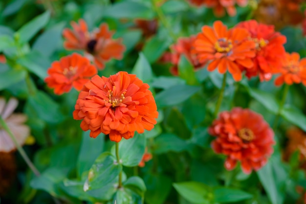 鮮やかなクローズアップジニアの花