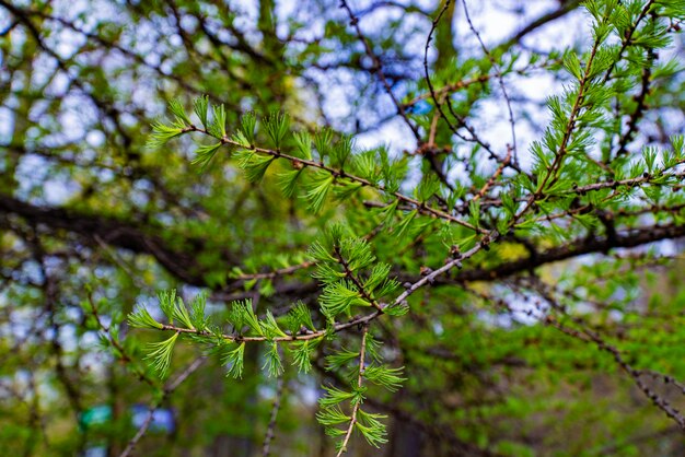 Vivid closeup of young green needles sprouting on a larch branch in early spring showcasing the