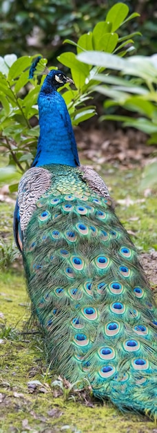 Vivid colouration of a Peacock (Pavo cristatus)