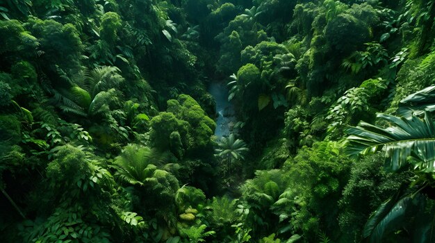 Vivid and detailed aerial view of a dense green rainforest