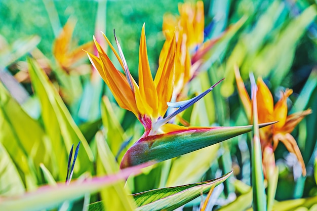 잎 사이에 극락조 또는 Strelitzia Reginae의 생생한 꽃