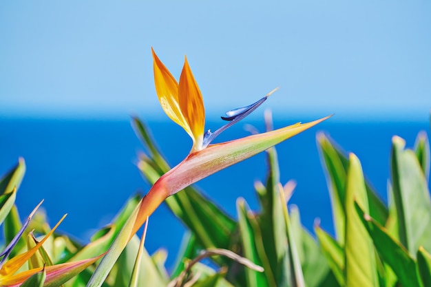 葉に囲まれた鳥の楽園またはストレリチアの鮮やかな花