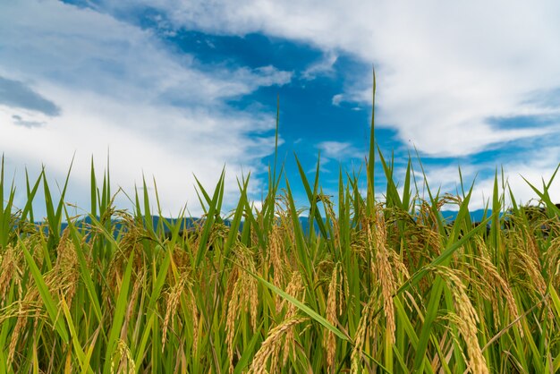 Vivid fresh bright of The golden rice in the field is near to harvest.