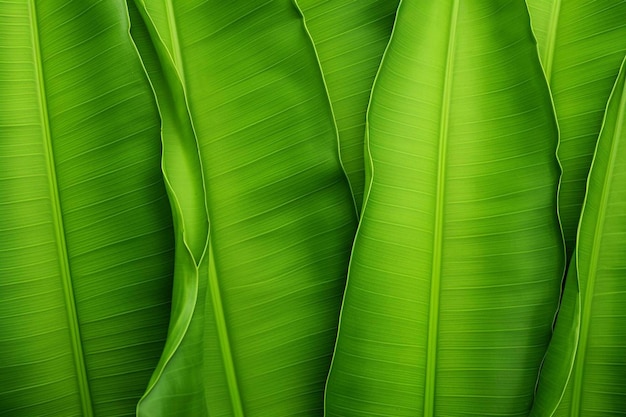 Photo vivid green banana leaf background banana leaf background green leaf wallpaper nature