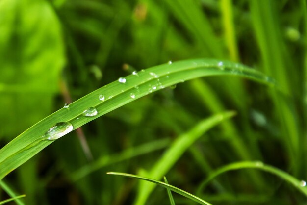 写真 雨が降った後,鮮やかな緑の草が,水晶のように澄んだ水の滴を落とします.