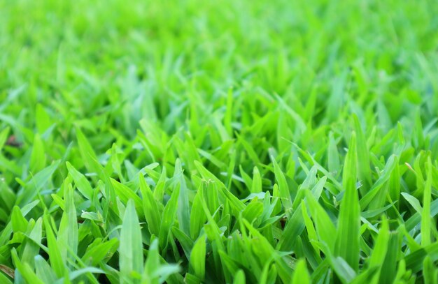 Vivid green grass field with selective focus for background or banner