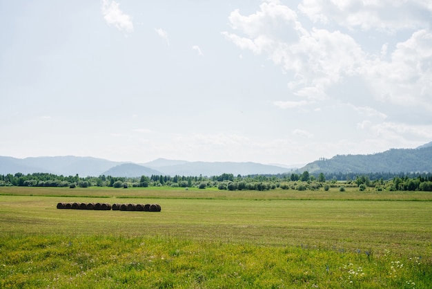 Vivid green scenery with big beautiful mowed field in sunlight Wonderful scenic landscape