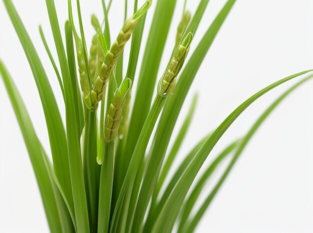 Vivid green wheat grass isolated on white background