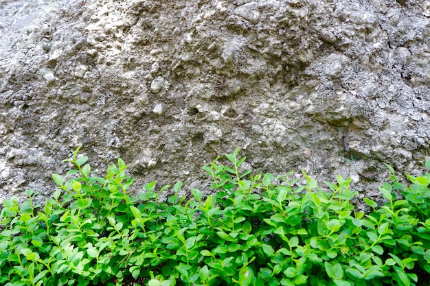 Vivid greenery against natural rock in forest at summertime in Soria region Background copy space