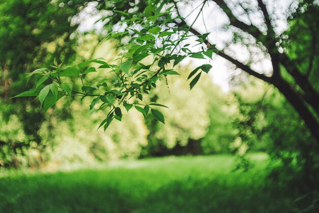 Bokeh 배경에 나무의 생생한 잎입니다. 복사 공간 햇빛에 풍부한 녹지입니다. 화창한 날에 무성 한 단풍 클로즈업입니다. 백라이트의 아름다운 자연의 자연 녹색 배경. 추상 텍스처입니다.