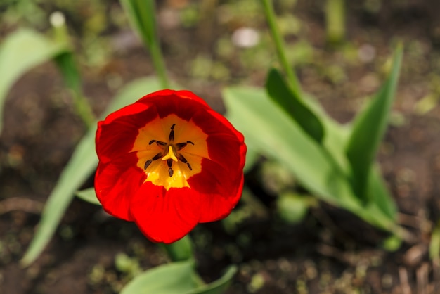 Vivid opened red tulip in macro. beautiful red and yellow flower. View from above. Pestle and stamen close up.