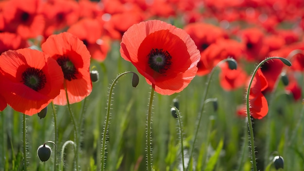 Photo vivid poppies in sunlight for remembrance concept remembrance sunlight poppies vivid tribute