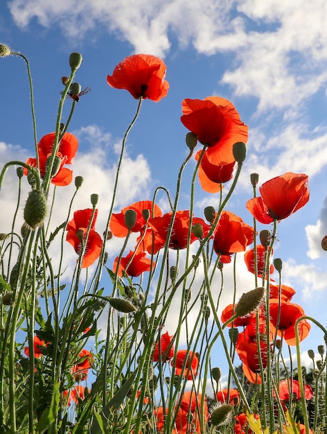 Vivid poppy field Beautiful red poppy flowers on green fleecy stems grow in the field