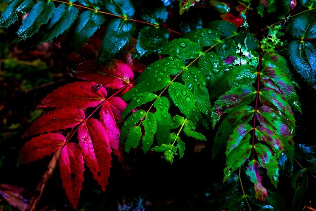 露に覆われた鮮やかな赤と緑の葉