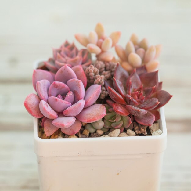 Photo vivid red and purple succulent echeveria in white pot