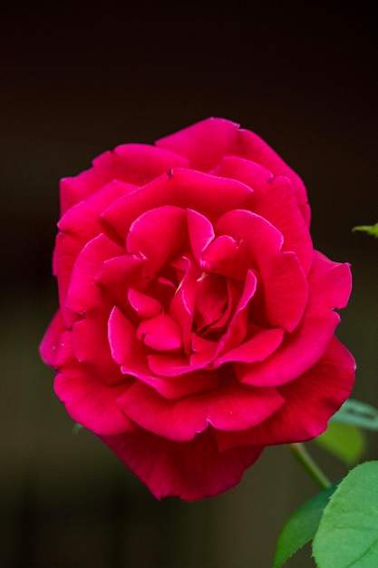 Vivid red rose in closeup with brights colors