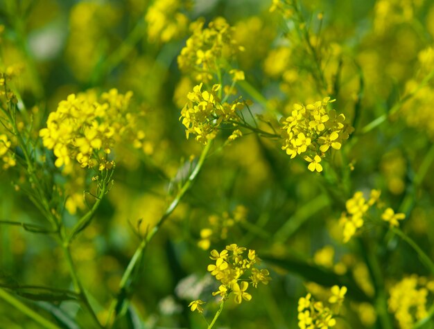 鮮やかな黄色の夏の植物の背景