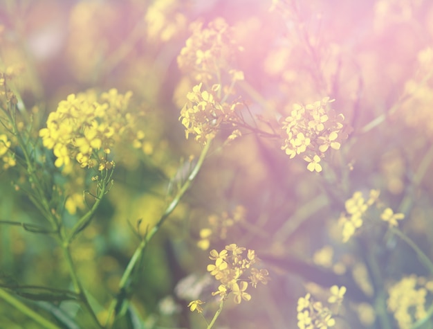 鮮やかな黄色の夏の植物の背景