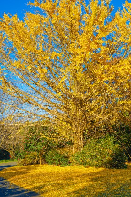 Vividly colored trees