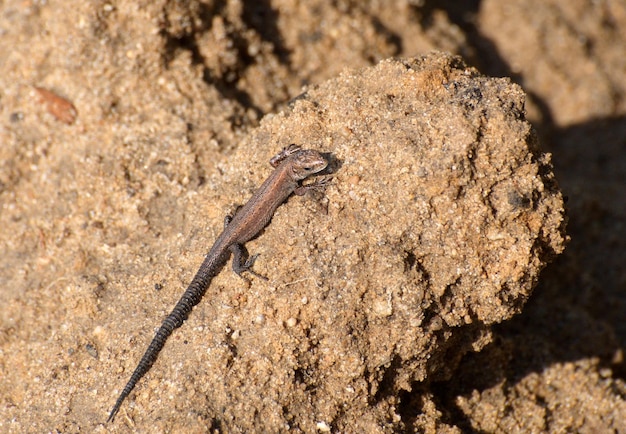 Viviparous lizard Lacerta vivipara Jacquin basks in the August sun Moscow region Russia