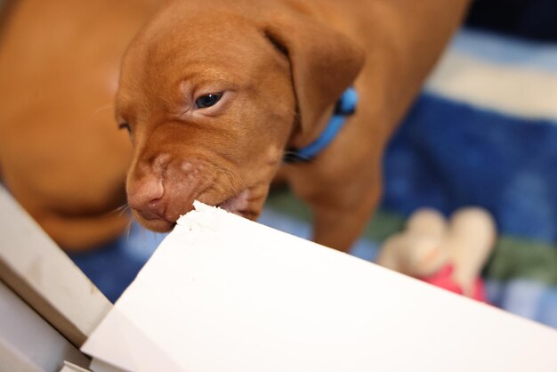 Photo vizla puppy dog puppy