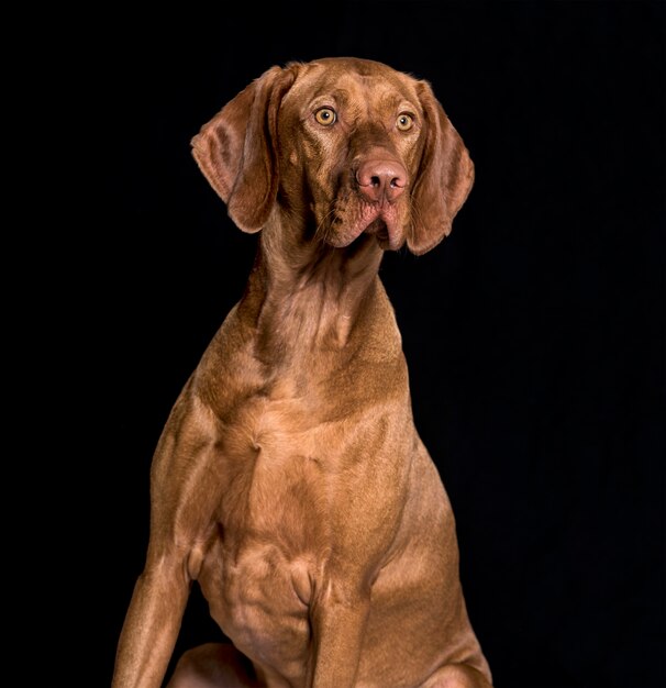 Vizsla-hond, 1,5 jaar oud, zittend tegen een witte ondergrond