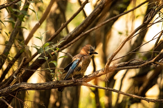 Foto vlaamse gaai zit op een tak tussen de bomen