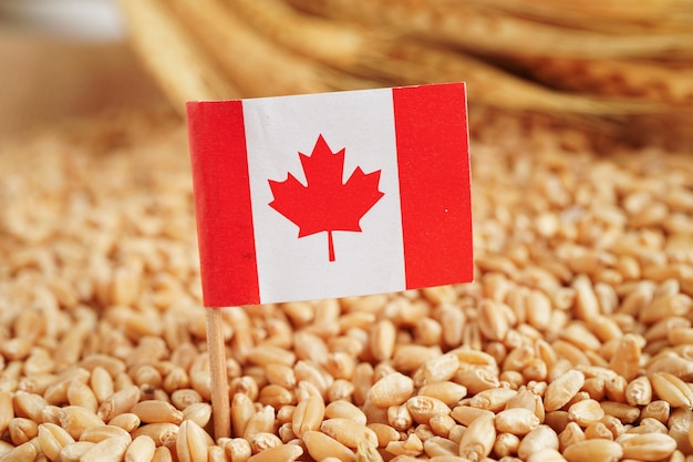 Vlag van Canada op graan tarwe handel export en economie concept