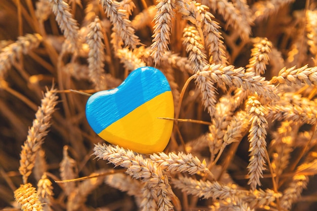 Vlag van Oekraïne in een tarweveld Selectieve focus Natuur