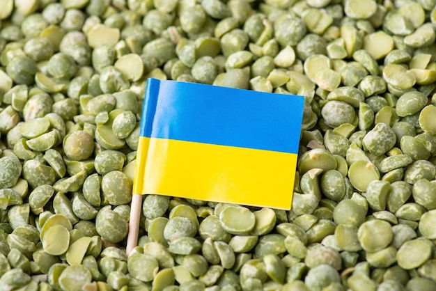 Vlag van Oekraïne op erwtenkorrel Concept van het kweken van groene erwt in Oekraïne oorsprong van landbouwzaad