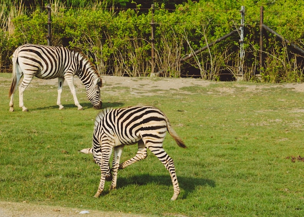 Vlaktes Zebra (Equus quagga) Familie ineengedoken in de hitte van de middag